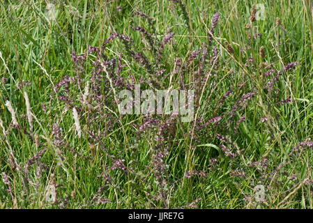 Red bartsia Odontites vernus, la floraison, dans les prairies, hémiparasite Berkshire, Juillet Banque D'Images