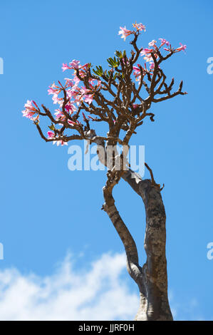 Arbres en fleurs dans vase le Sang de Dragon arbres forêt de Dirhur, zone protégée de Dixam Plateau sur l'île de Socotra, site du patrimoine mondial de l'UNESCO Banque D'Images