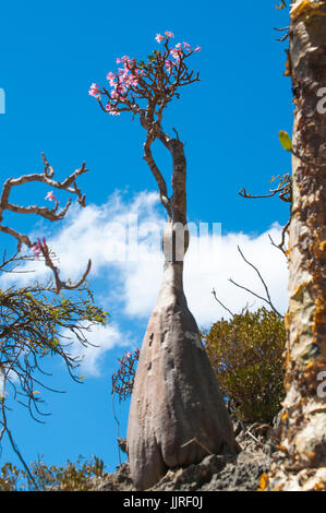 Arbres en fleurs dans vase le Sang de Dragon arbres forêt de Dirhur, zone protégée de Dixam Plateau sur l'île de Socotra, site du patrimoine mondial de l'UNESCO Banque D'Images