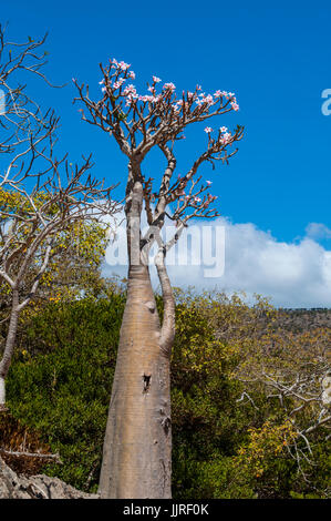 Arbres en fleurs dans vase le Sang de Dragon arbres forêt de Dirhur, zone protégée de Dixam Plateau sur l'île de Socotra, site du patrimoine mondial de l'UNESCO Banque D'Images