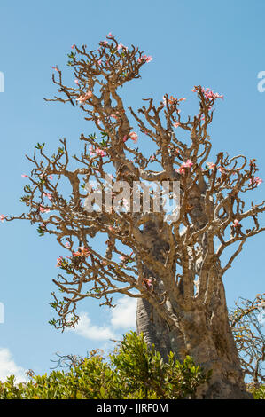 Arbres en fleurs dans vase le Sang de Dragon arbres forêt de Dirhur, zone protégée de Dixam Plateau sur l'île de Socotra, site du patrimoine mondial de l'UNESCO Banque D'Images