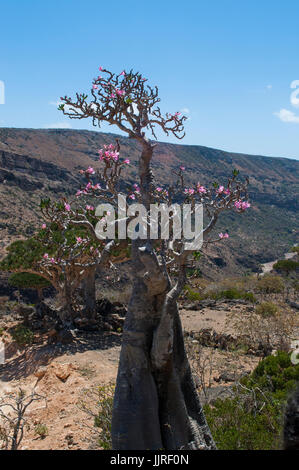 Arbres en fleurs dans vase le Sang de Dragon arbres forêt de Dirhur, zone protégée de Dixam Plateau sur l'île de Socotra, site du patrimoine mondial de l'UNESCO Banque D'Images