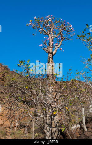 Arbres en fleurs dans vase le Sang de Dragon arbres forêt de Dirhur, zone protégée de Dixam Plateau sur l'île de Socotra, site du patrimoine mondial de l'UNESCO Banque D'Images