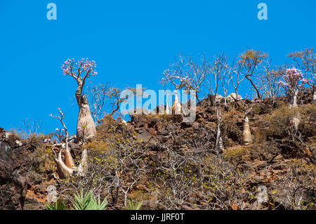 Arbres en fleurs dans vase le Sang de Dragon arbres forêt de Dirhur, zone protégée de Dixam Plateau sur l'île de Socotra, site du patrimoine mondial de l'UNESCO Banque D'Images