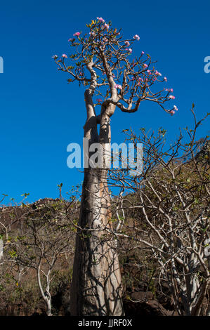 Arbres en fleurs dans vase le Sang de Dragon arbres forêt de Dirhur, zone protégée de Dixam Plateau sur l'île de Socotra, site du patrimoine mondial de l'UNESCO Banque D'Images