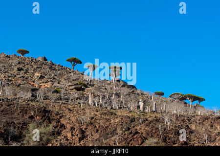 Arbres en fleurs dans vase le Sang de Dragon arbres forêt de Dirhur, zone protégée de Dixam Plateau sur l'île de Socotra, site du patrimoine mondial de l'UNESCO Banque D'Images