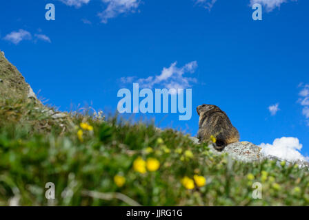 Marmotte alpine - Marmota marmota, Alpes, la plus haute montagne d'Europe. L'Autriche. Banque D'Images