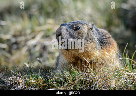 Marmotte alpine - Marmota marmota, Alpes, la plus haute montagne d'Europe. L'Autriche. Banque D'Images