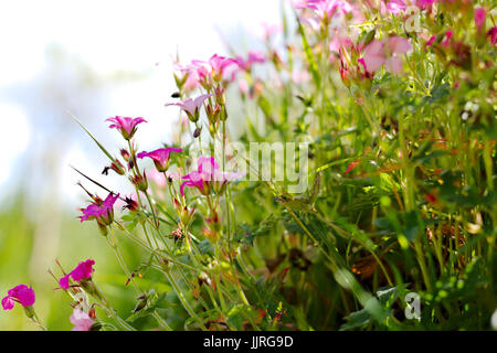 Wild Rose Géranium dans une prairie au cours de l'été. Banque D'Images
