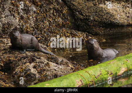 Une loutre de rivière adultes et juvéniles se réfugier dans une crique près de Nanaimo, en Colombie-Britannique Banque D'Images