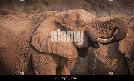 L'eléphant d'Afrique mâle aux défenses l'eau potable en utilisant son tronc recourbé. Banque D'Images