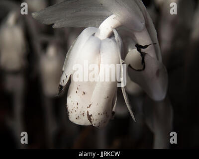 Indian Pipe poussant dans une forêt grove sur l'Île de Portland. Banque D'Images