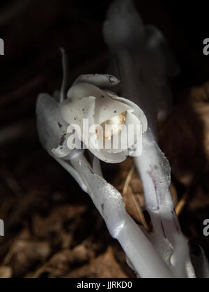 Indian Pipe poussant dans une forêt grove sur l'Île de Portland. Banque D'Images