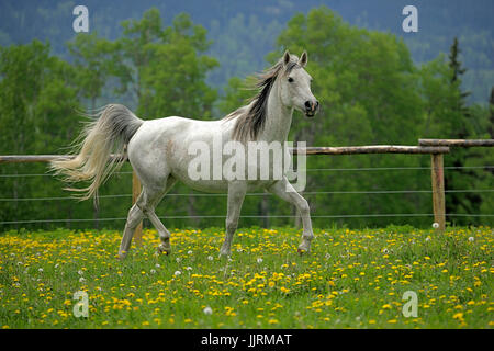 White Arabian Horse Mare trotting dans une prairie de fleurs Banque D'Images