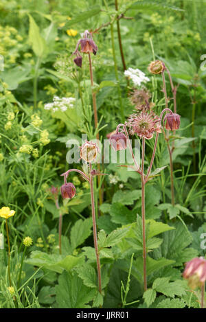 Geum rivalepetals Banque D'Images