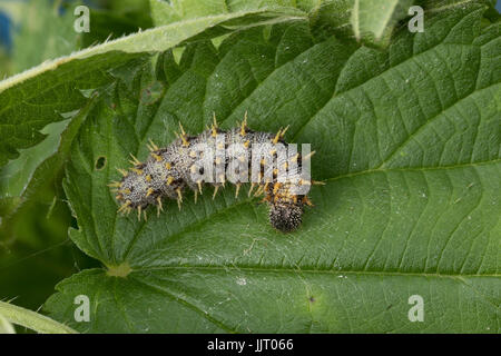 L'amiral, un Brennnessel Raupe frisst, Vanessa atalanta, Pyrameis atalanta, l'amiral rouge, Caterpillar, le Vulcain Banque D'Images