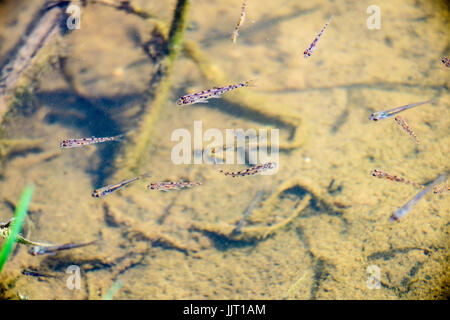 Close up of amber adultes de la truite dans un étang artificiel. Banc de poissons dans la région de trout farm. Poisson jaune vif et orange. Pour l'alimentation de la truite d'élevage l'indu Banque D'Images