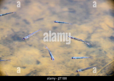 Close up of amber adultes de la truite dans un étang artificiel. Banc de poissons dans la région de trout farm. Poisson jaune vif et orange. Pour l'alimentation de la truite d'élevage l'indu Banque D'Images