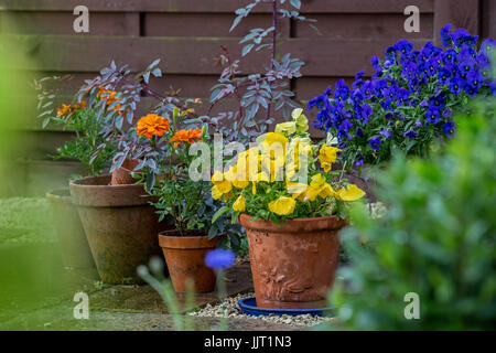 Des fleurs dans des pots d'argile dans un chalet. Banque D'Images