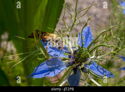 Wasp sur la fleur d'une Nigella damascena. L'amour dans une brume fleur, Bavaria, Germany, Europe Banque D'Images