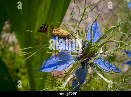 Wasp sur la fleur d'une Nigella damascena. L'amour dans une brume fleur, Bavaria, Germany, Europe Banque D'Images