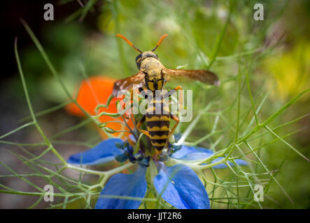 Wasp sur la fleur d'une Nigella damascena. L'amour dans une brume fleur, Bavaria, Germany, Europe Banque D'Images