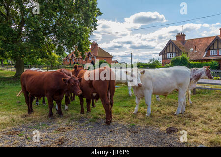 Petit troupeau de jeune taureau veaux, Château Ashby, Norhamptonshire. Banque D'Images