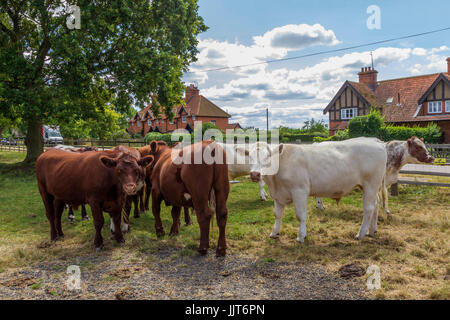 Petit troupeau de jeune taureau veaux, Château Ashby, Norhamptonshire. Banque D'Images