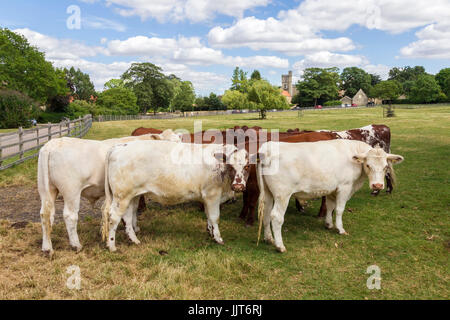 Petit troupeau de jeune taureau veaux, Château Ashby, Norhamptonshire. Banque D'Images