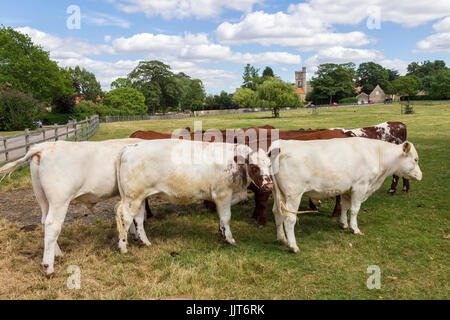 Petit troupeau de jeune taureau veaux, Château Ashby, Norhamptonshire. Banque D'Images