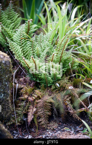 Dryopteris calcaire submontana Buckler Fern Banque D'Images