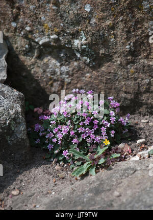 Eritrichium nanum Banque D'Images