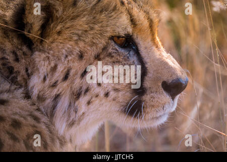 Le guépard, Acinonyx jubatus, Namibie Afrique du Sud Banque D'Images