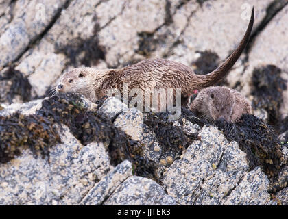 Une mère loutre (Lutra lutra) épreintes pour marquer son territoire comme son petit regarde, Shetland, UK Banque D'Images