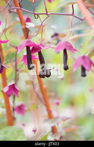 Rhodochiton atrosanguineus. Purple fleurs vigne bell. UK Banque D'Images