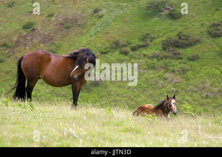 Mare et son poulain sur les maures, Townbrook Valley, Long Mynd, Shropshire, England, UK Banque D'Images