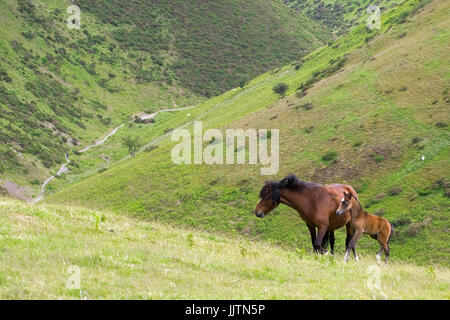 Mare et son poulain sur les maures, Townbrook Valley, Long Mynd, Shropshire, England, UK Banque D'Images