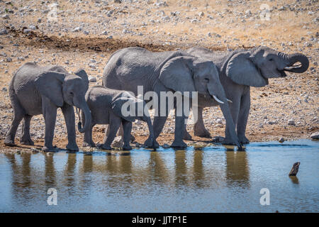 Troupeau d'éléphants dans le parc national d'Etosha, Namibie, Afrique Banque D'Images