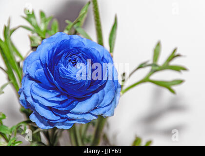 Ranunculus bleu fleur, famille des Ranunculaceae. Genre : les renoncules, spearworts crowfoots, et de l'eau Banque D'Images