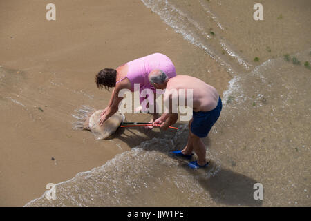 Tentative de sauvetage d'un baril méduses dans le port de Tenby. S'agit d'une prolifération récente le long de la côte de l'océan entre la hausse de température ? 20.7.17 Banque D'Images