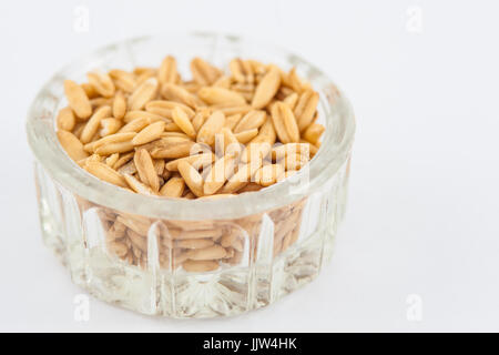 L'avoine (Avena sativa) isolés dans l'arrière-plan blanc Banque D'Images