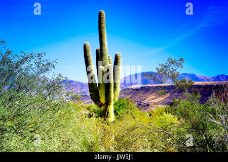 Mighty Cactus de Phoenix Banque D'Images