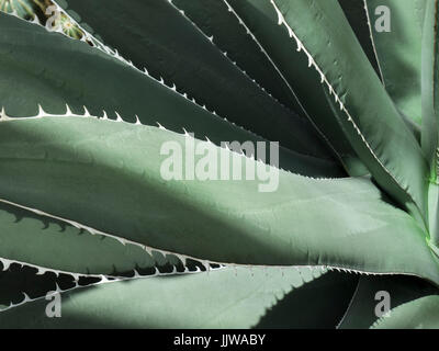 Gris Vert Cactus Cactus Agave Mandianum ensoleillée près les feuilles des plantes Banque D'Images