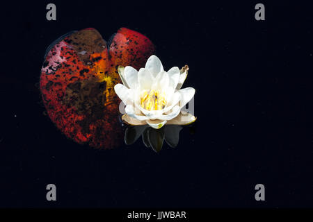 Un Livre blanc européen Water Lily dans Mukri bog, Estonie Banque D'Images
