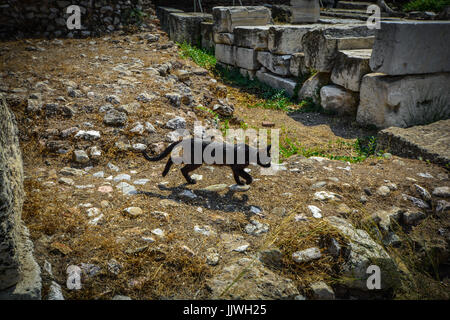 Chat grec errant dans les anciennes ruines de l'Agora romaine près de bibliothèque d'Hadrien à Athènes, Grèce Banque D'Images