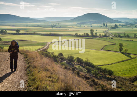 Les pèlerins à pied dans le paysage 'meseta', une longue section de plateau. Chemin de Compostelle. L'Espagne, l'Europe. Banque D'Images