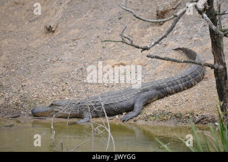 Alligator sauvage à la rookerie à Smith Oaks sur l'île sanctuaire élevé au Texas Banque D'Images