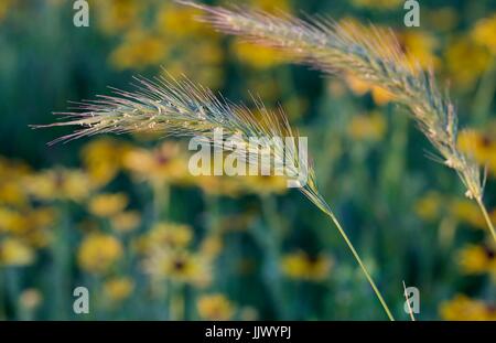 Herbe sauvage Banque D'Images