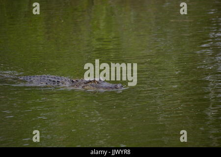 Alligator sauvage à la rookerie à Smith Oaks sur l'île sanctuaire élevé au Texas Banque D'Images