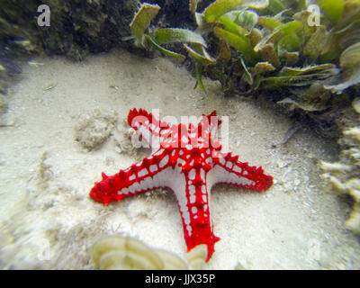 Red-étoile de mer (bulbés Protoreaster lincki). Watamu, Kenya. Banque D'Images